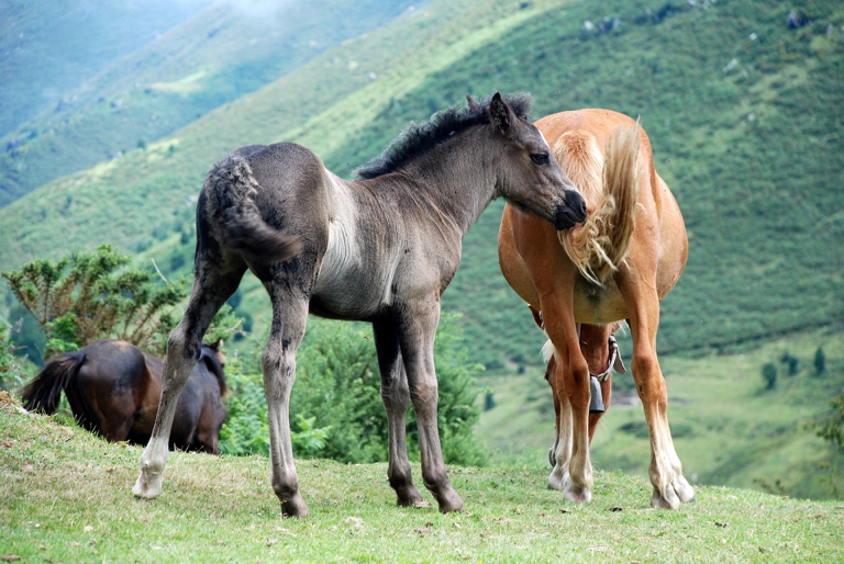 Wilde Paarden in Gallicia