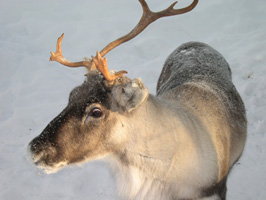 Rendieren