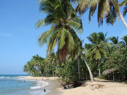 Zon, zee, strand, palmbomen Zon, zee, strand, palmbomen