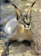 Caracal