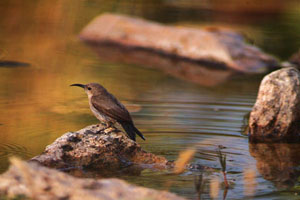 Dana Nature Reserve