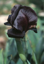 Zwarte Iris